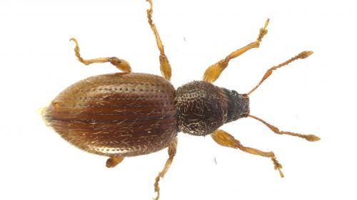Réf. 248 480 : Exomias pellucidus